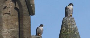 Peregrine falcons St Michaels Exeter